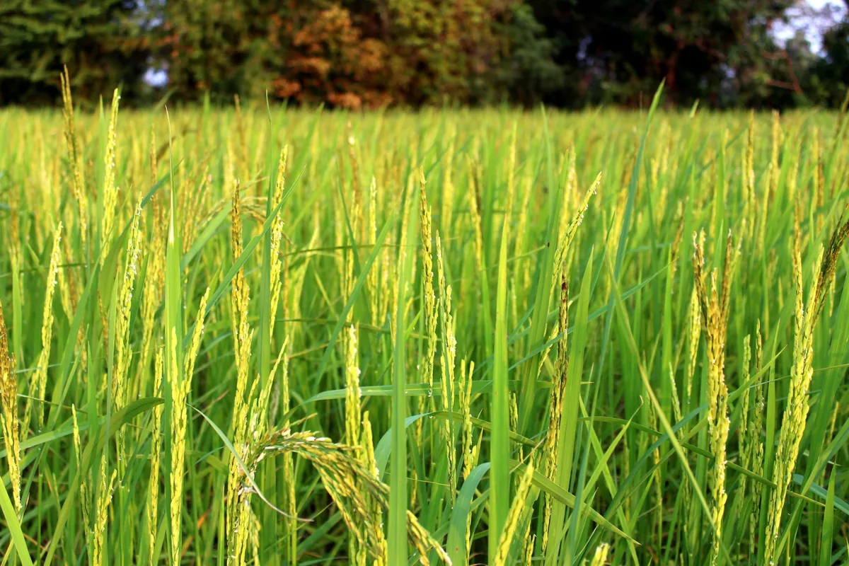 Rice