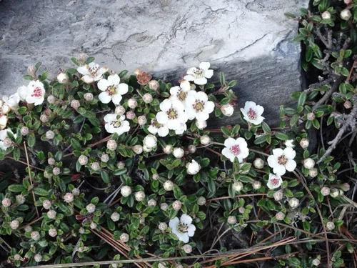 Rock Cotoneaster