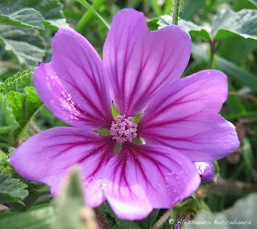 Rock Rose