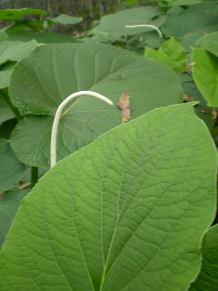 Root Beer Plant