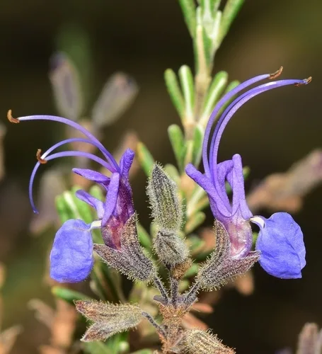 Rosemary