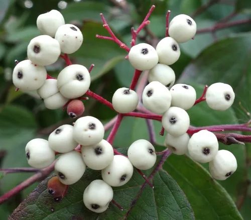Roughleaf Dogwood