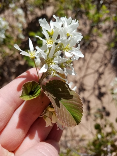Roundleaf Serviceberry