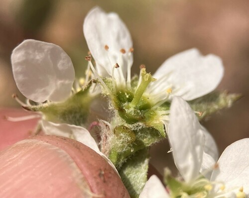 Running Serviceberry
