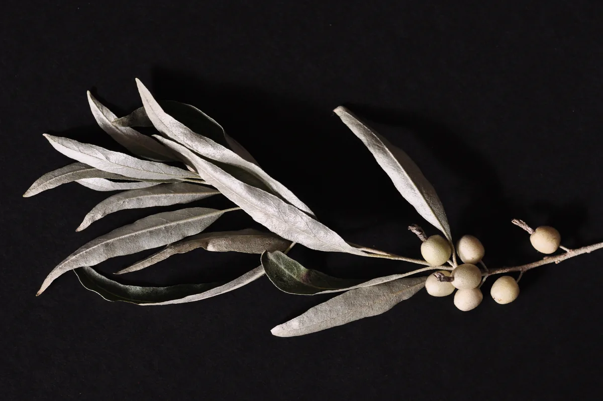 Russian Olive