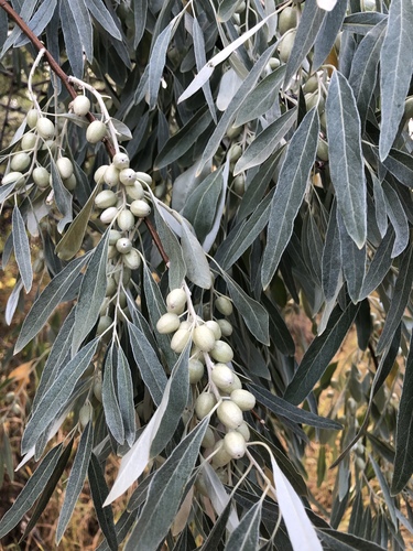 Russian Olive Seedless