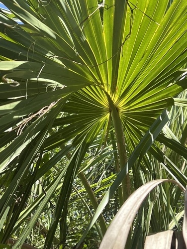 Sabal Palm