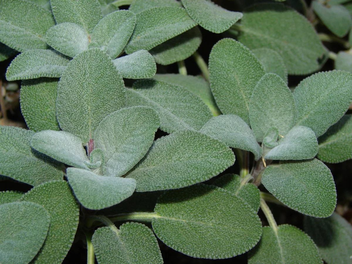 Sage