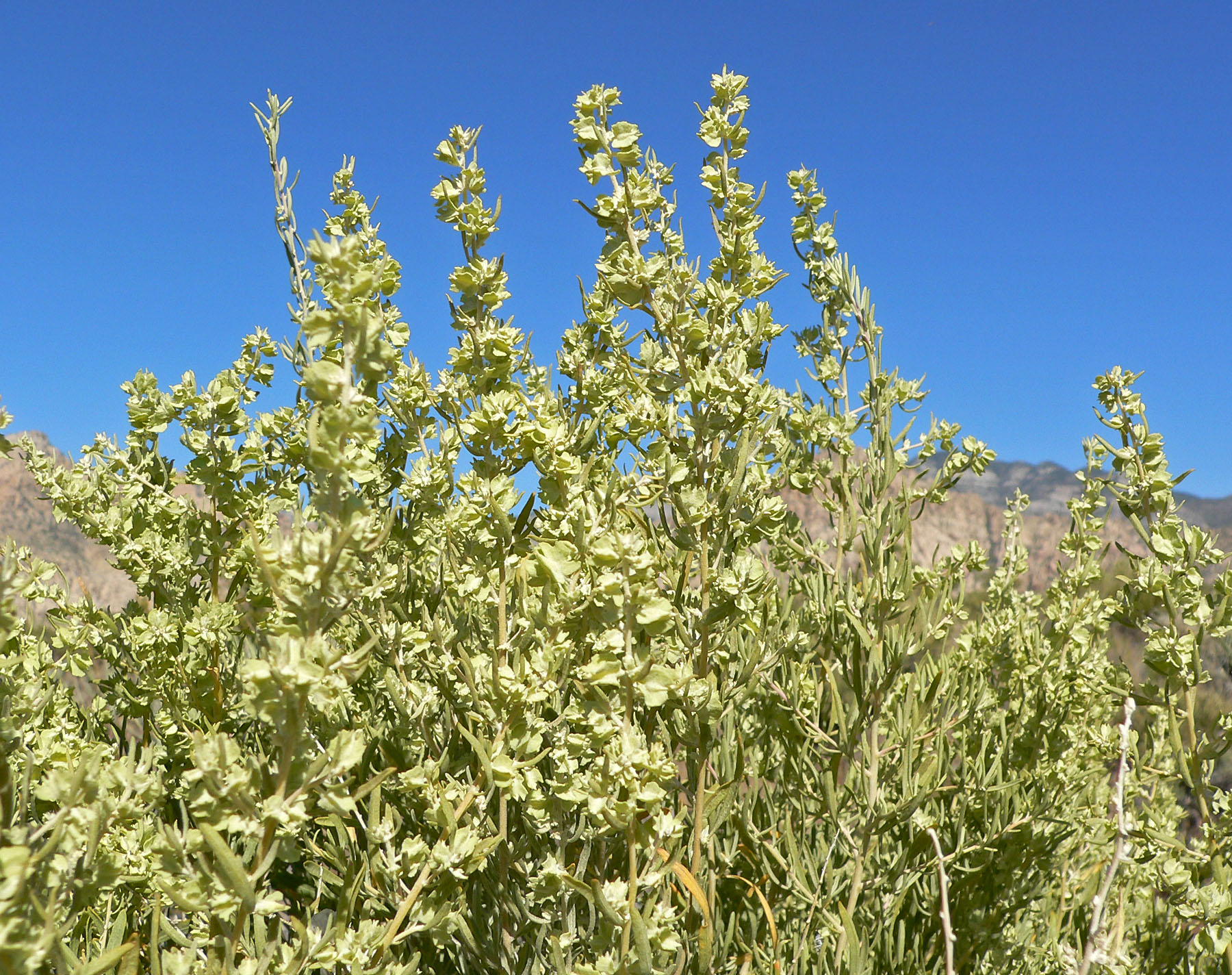 Saltbush
