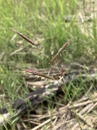 Saltmeadow Cordgrass