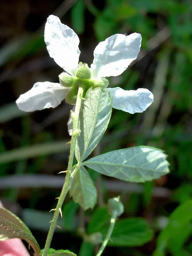Sand Blackberry