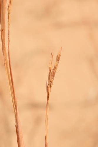 Sand Bluestem