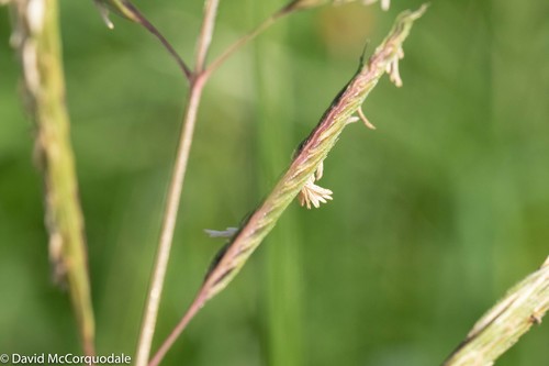 Sand Cordgrass