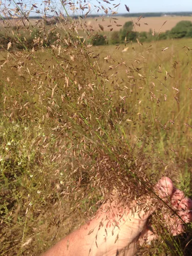 Sand Lovegrass