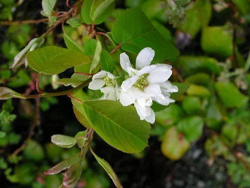 Saskatoon Berry