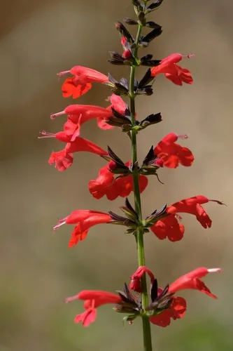 Scarlet Sage