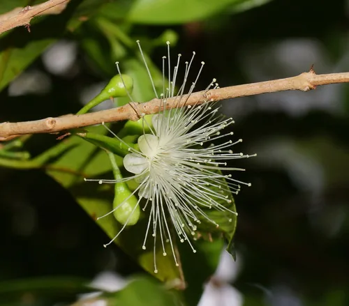 Scrub Cherry