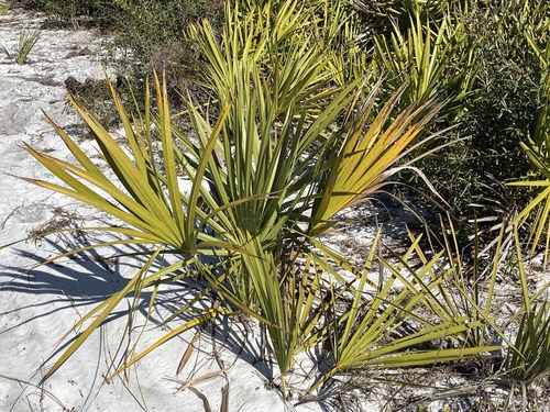 Scrub Palmetto