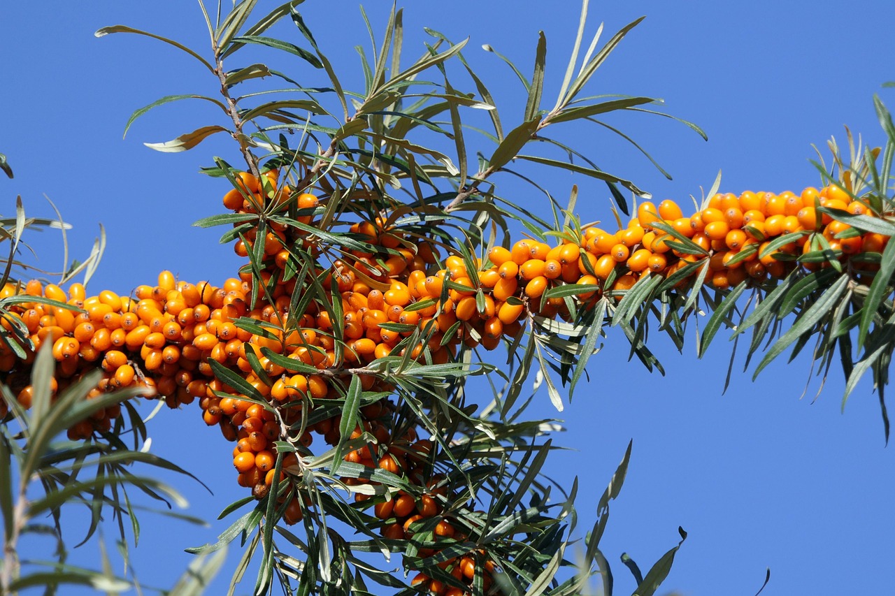 Sea Buckthorn