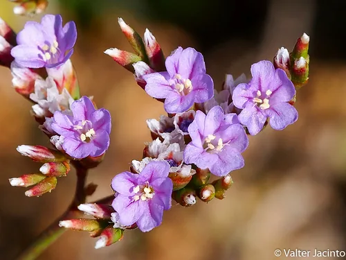Sea Lavender