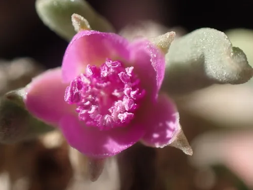 Sea Purslane