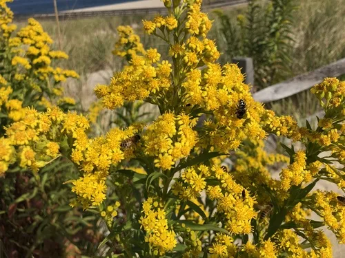 Seaside Goldenrod