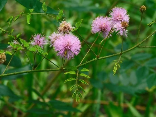 Sensitive Briar