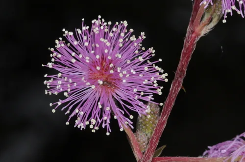 Sensitive Plant