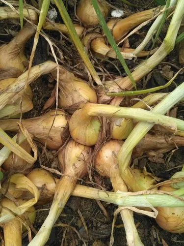 Shallot