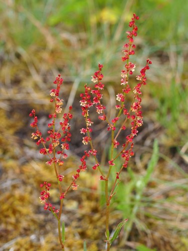Sheep Sorrel