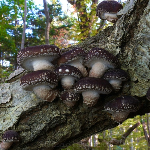 Shiitake Oak