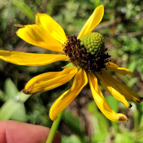Shining Coneflower