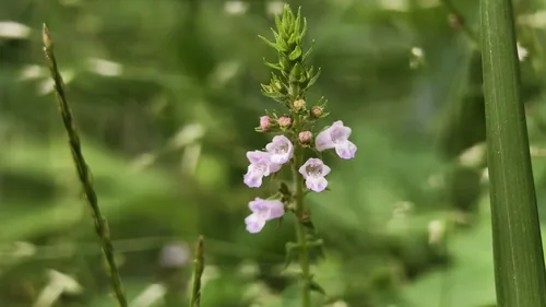 Shiso
