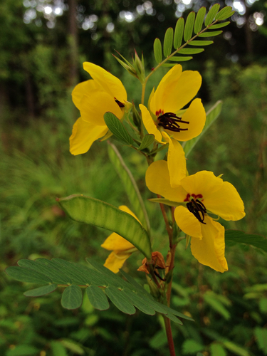 Showy Partridge Pea