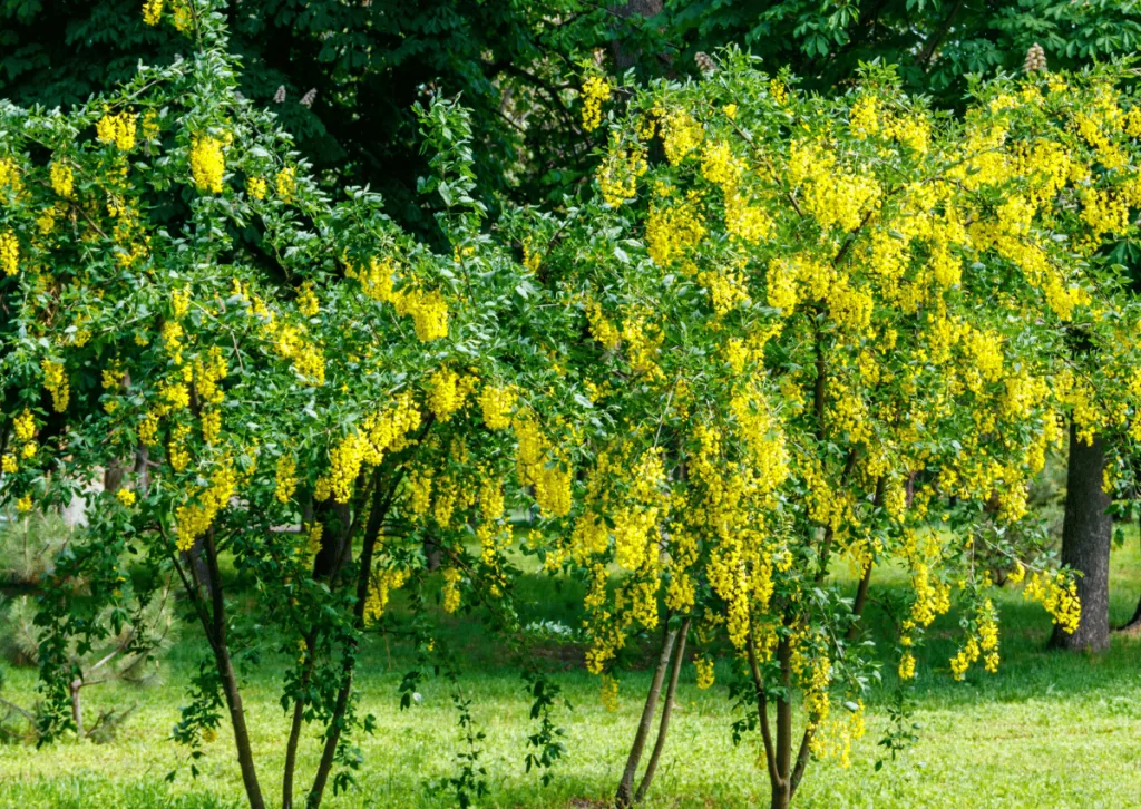 Siberian Pea Shrub
