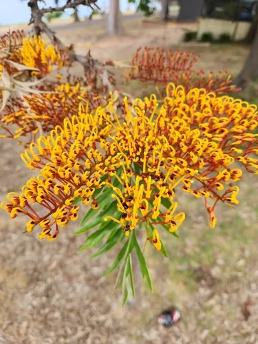 Silk Oak