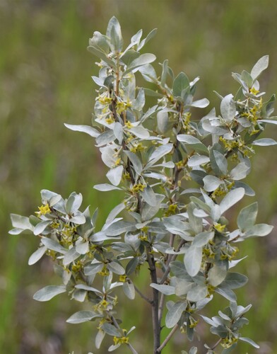 Silverberry Shrub