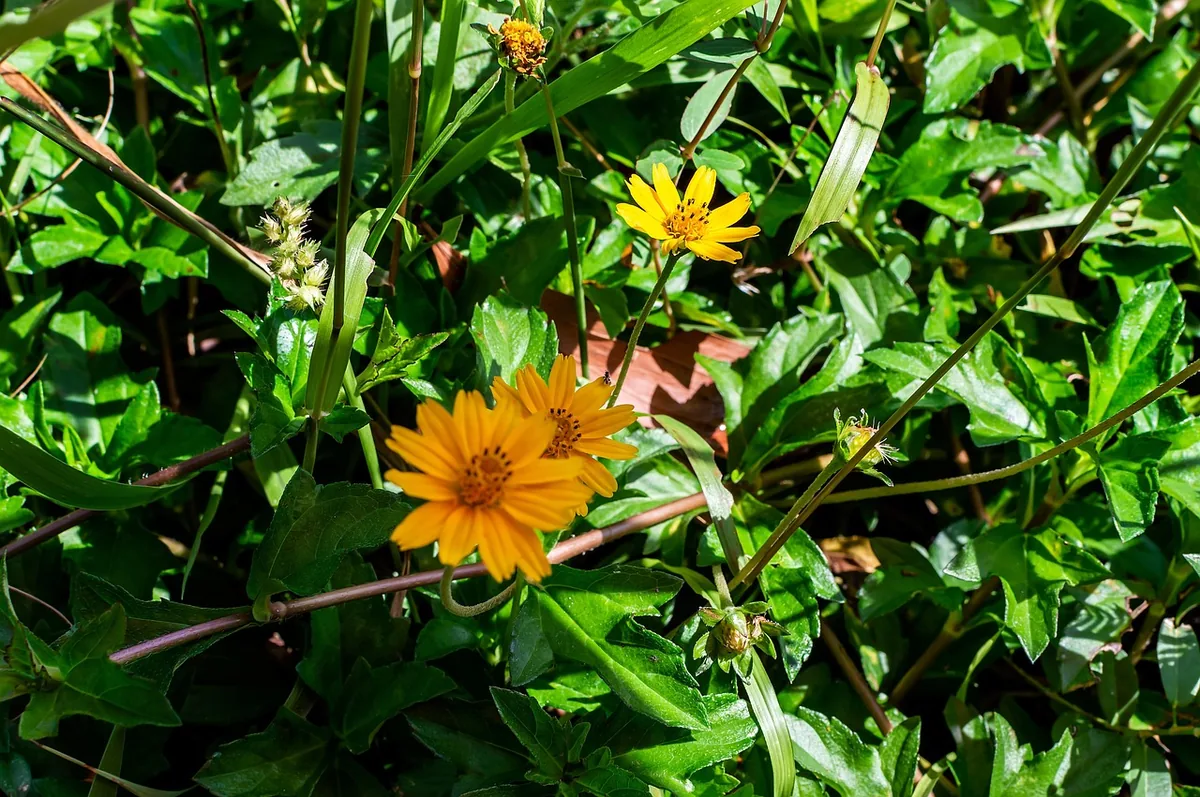 Singapore Daisy