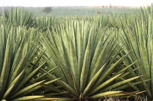 Sisal