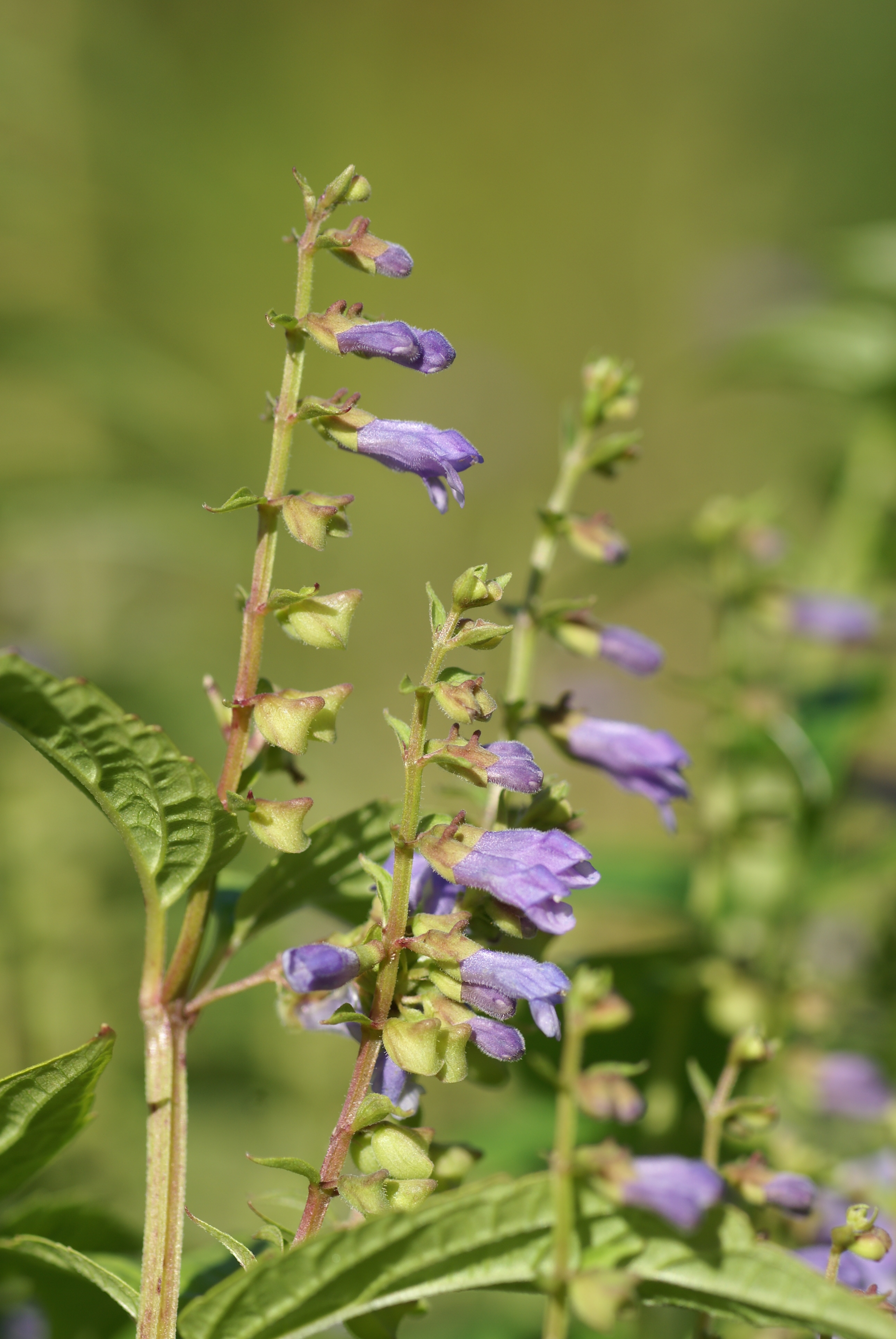 Skullcap