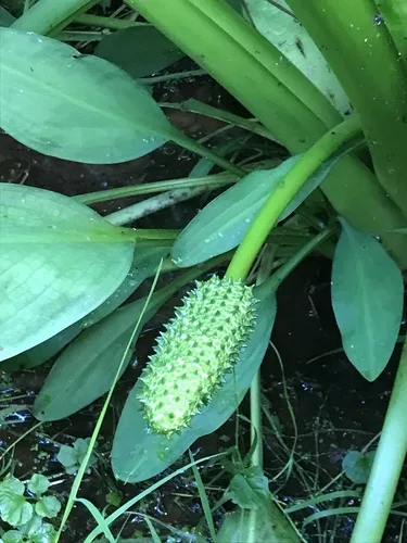 Skunk Cabbage