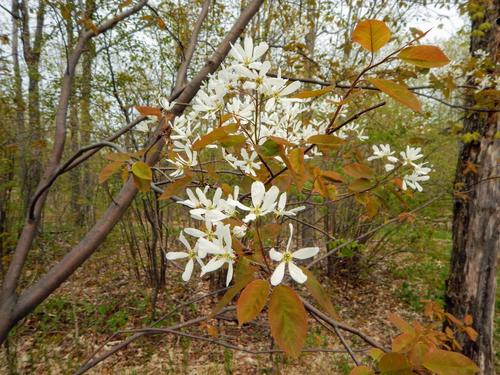 Smooth Serviceberry