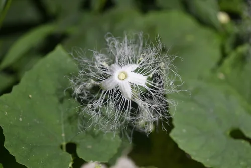 Snake Gourd