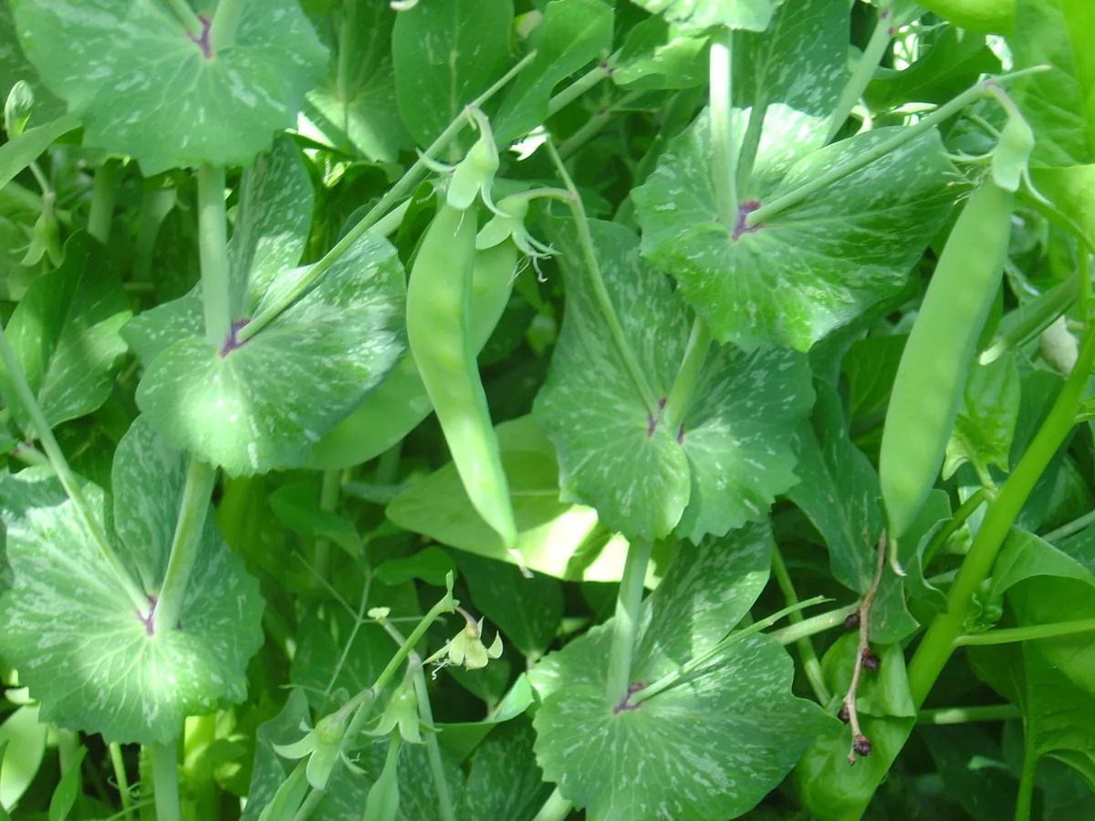 Snow Pea