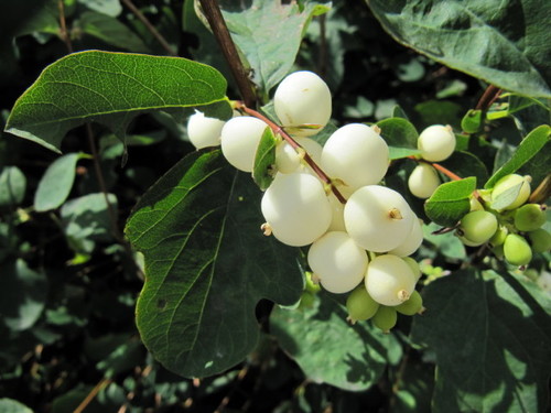 Snowberry