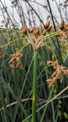 Softstem Bulrush