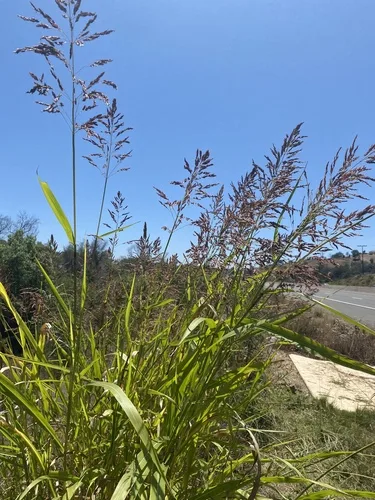 Sorghum