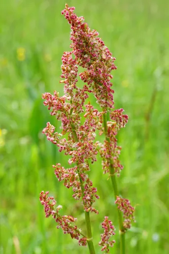 Sorrel