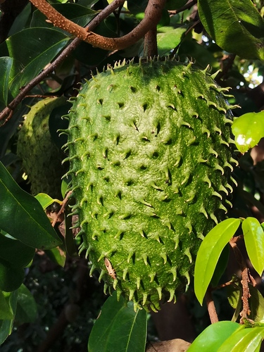 Soursop Leaf