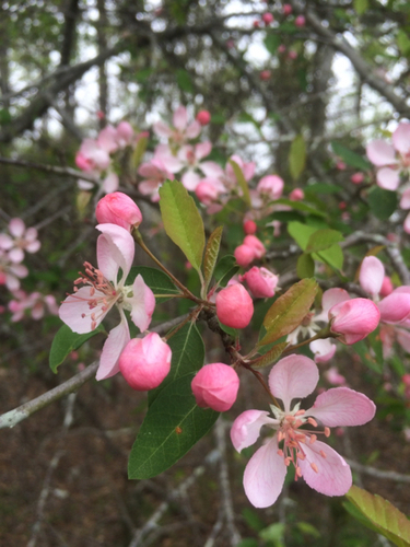 Southern Crabapple
